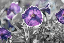 Web漏洞扫描工具